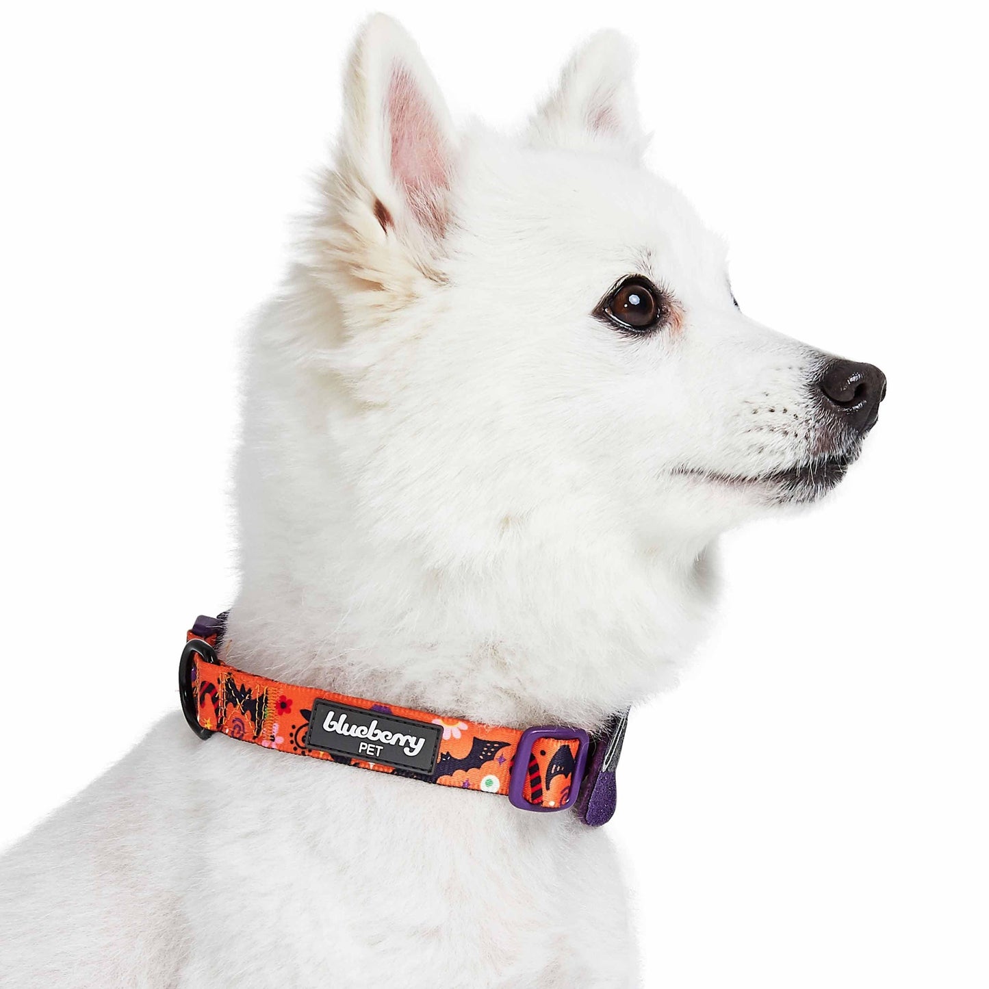 Halloween Dog Collar with Pumpkins, Ghosts and Witch Hat Design