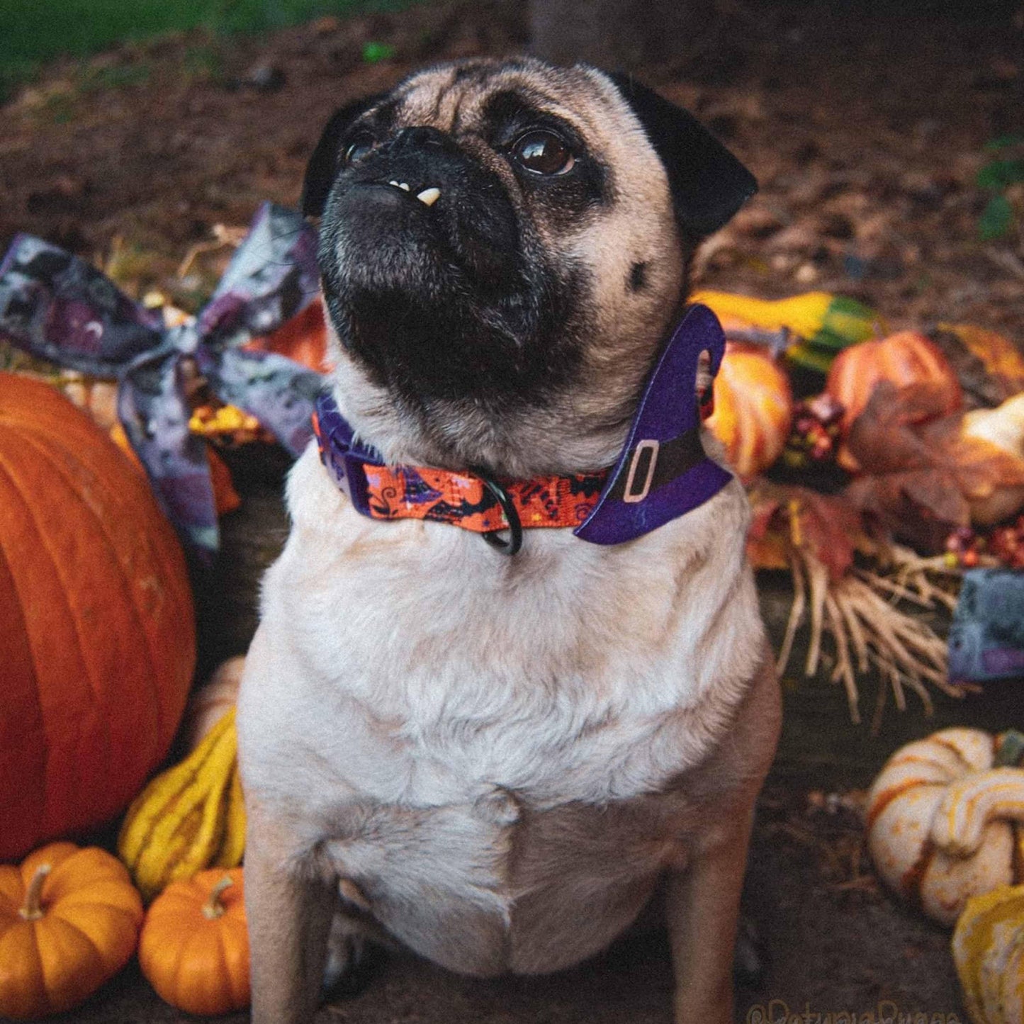 Halloween Dog Collar with Pumpkins, Ghosts and Witch Hat Design